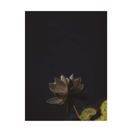 Kurt Shaffer 'White Lotus Reflected' Canvas Art,14x19